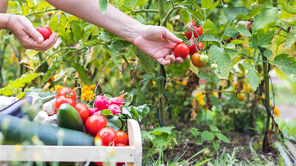 fruits and veggies