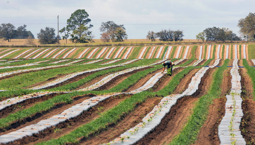 farmer tending a row of crops