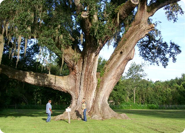 a family playing near a large oak tree