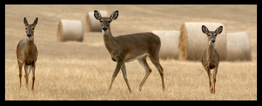 Photo of a deer family in a hay field