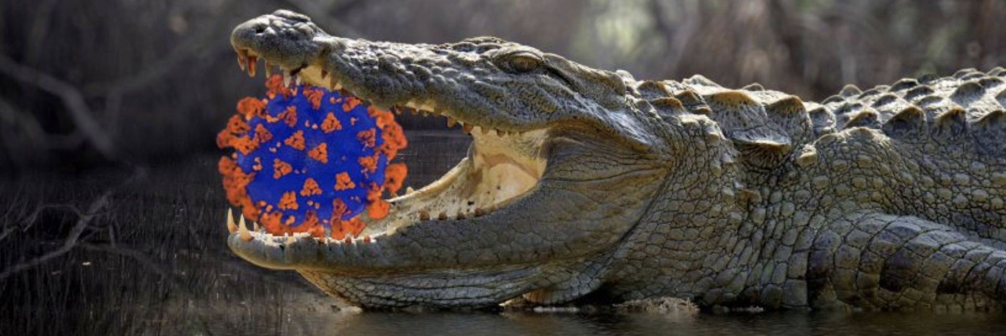 Coronavirus with gator