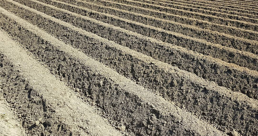 row crops