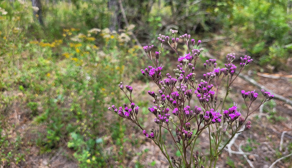 wildflowers