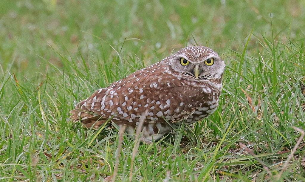 burrowing owl