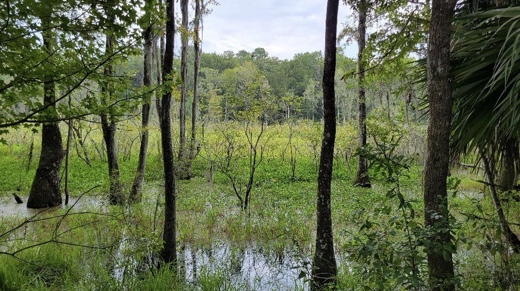 Turkey Creek Preserve photo