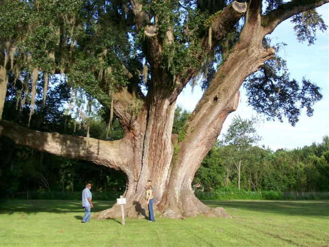 Cellon Oak