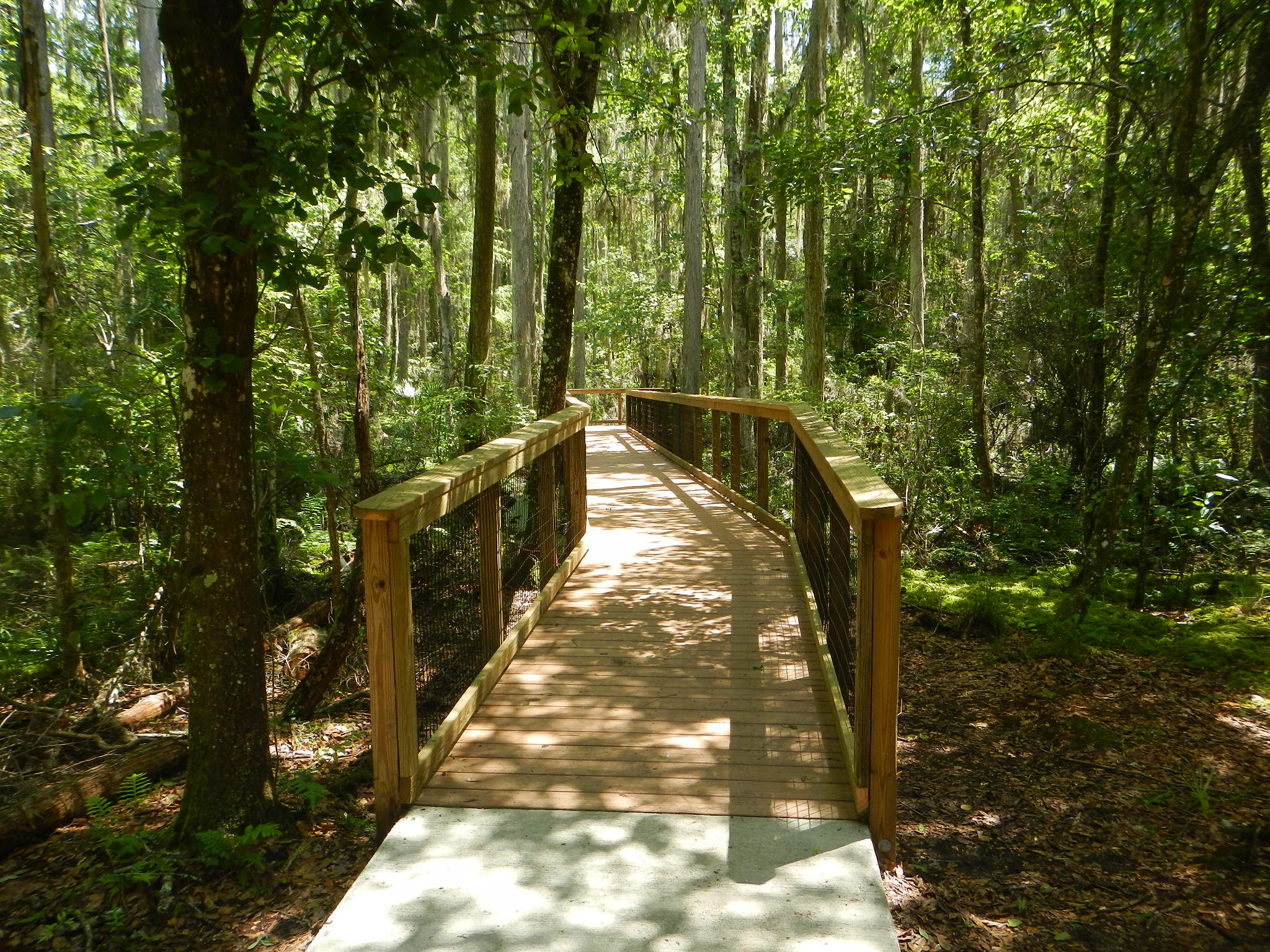 Phifer Flatwoods