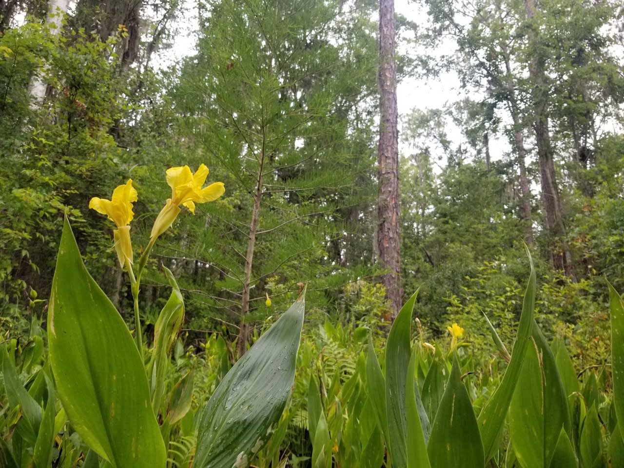 Four Creeks