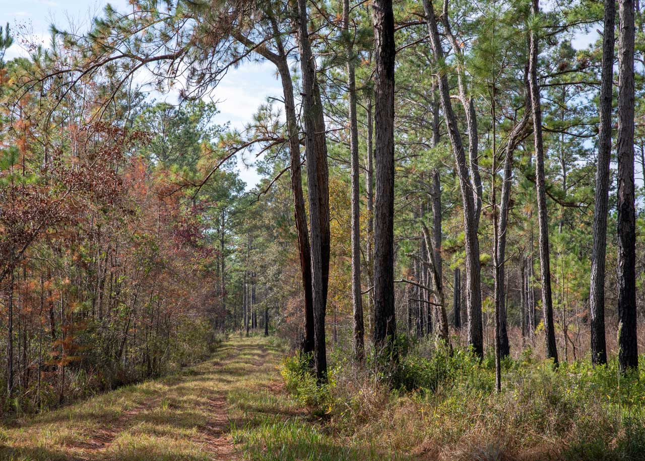 Buck Bay Trail Preserve